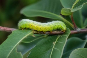 Chenille verte dangereuse : comment l’identifier et s’en protéger au jardin