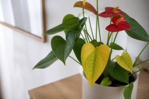 Anthurium feuille jaune : causes et solutions pour retrouver une plante en bonne santé