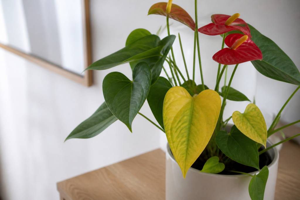 Anthurium feuille jaune : causes et solutions pour retrouver une plante en bonne santé