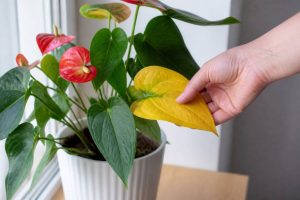Anthurium feuilles jaunes : causes et solutions pour retrouver une plante en pleine santé